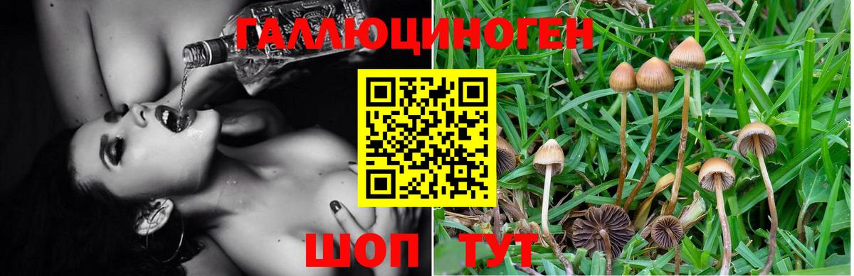 Галлюциногенные грибы Psilocybe  купить наркоту  Коломна 